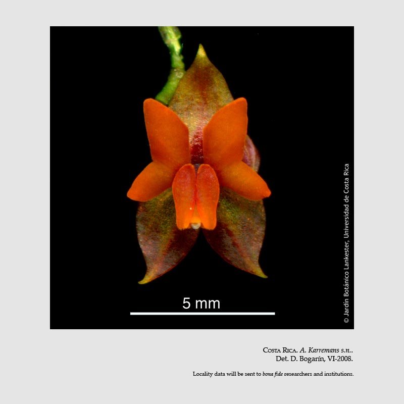 Lepanthes cascajalensis