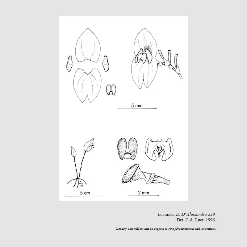 Lepanthes cauda-avis