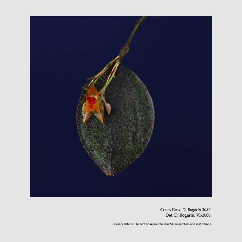 Lepanthes confusa