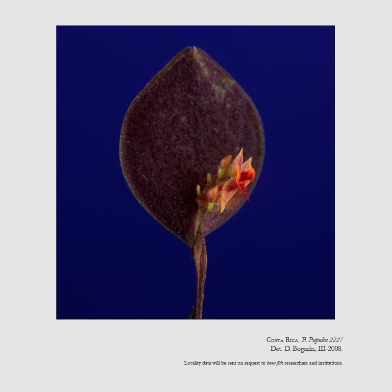 Lepanthes confusa