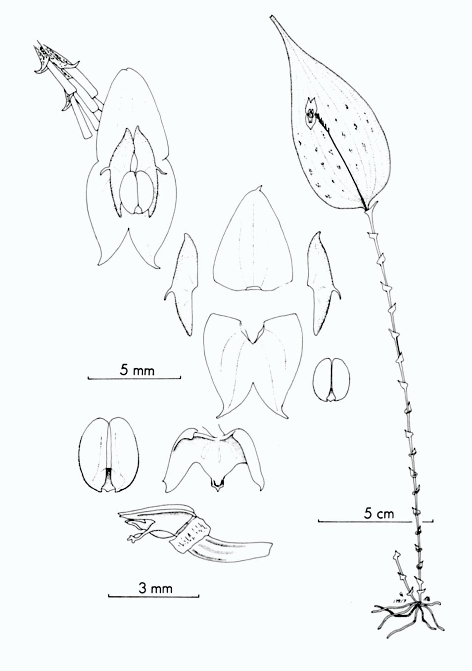 EPIDENDRA .:. Lepanthes corrugata