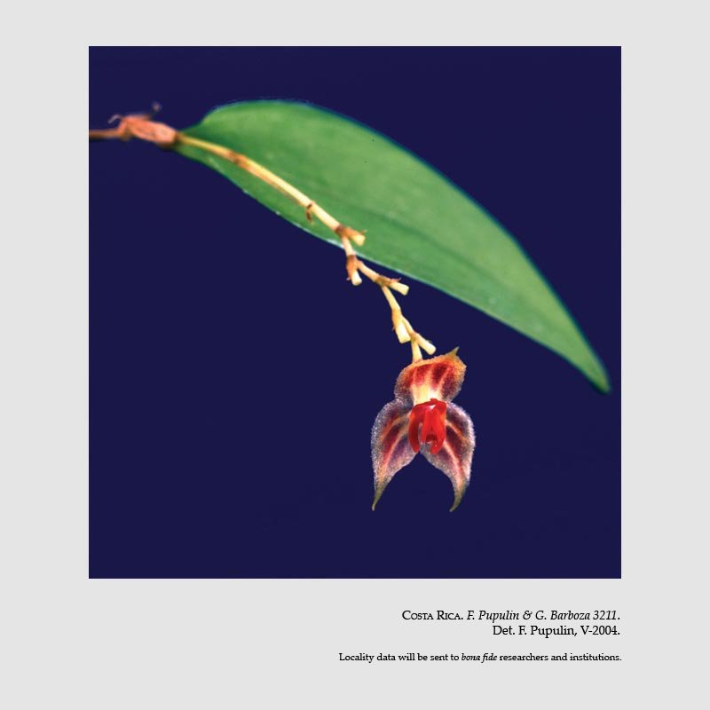 Lepanthes cribbii