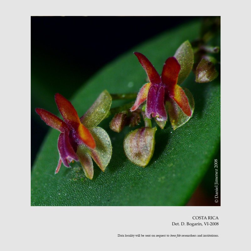 Lepanthes decipiens