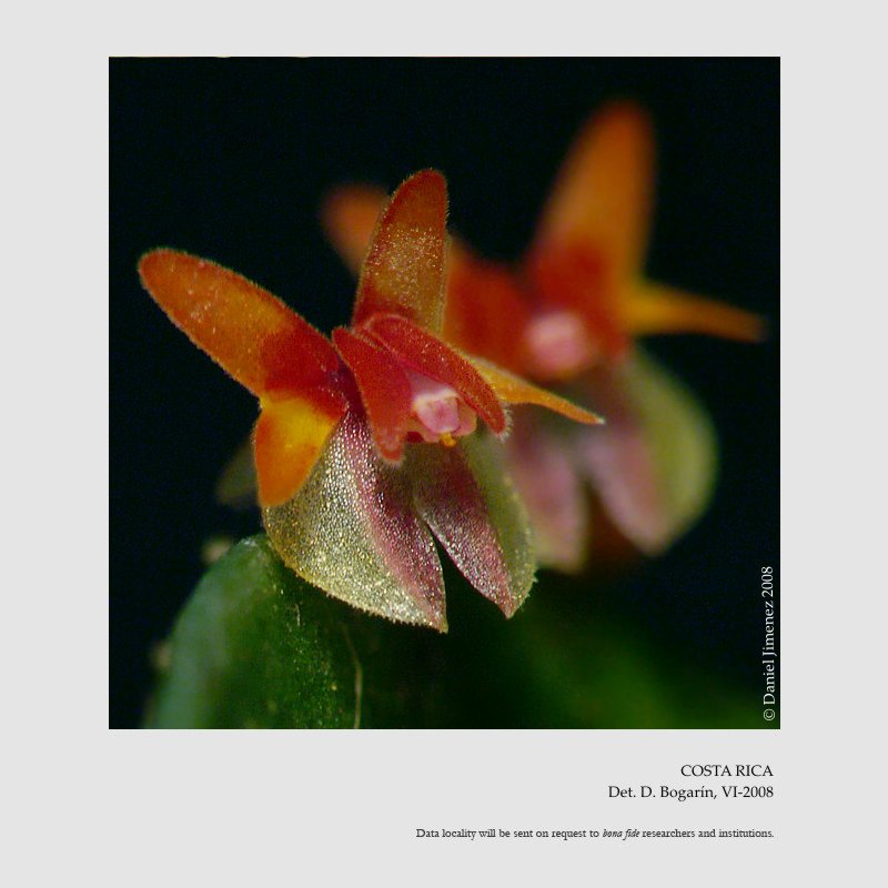 Lepanthes decipiens