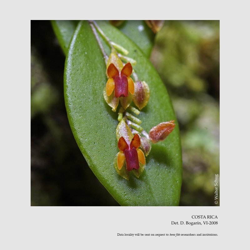 Lepanthes decipiens