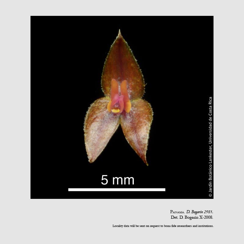 Lepanthes demissa