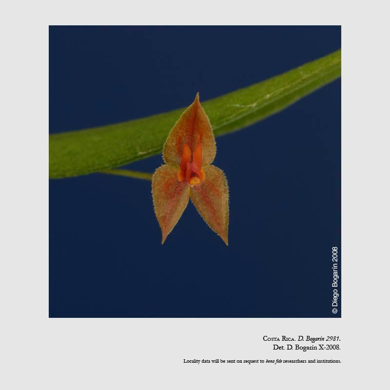 Lepanthes demissa