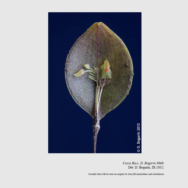 Lepanthes droseroides