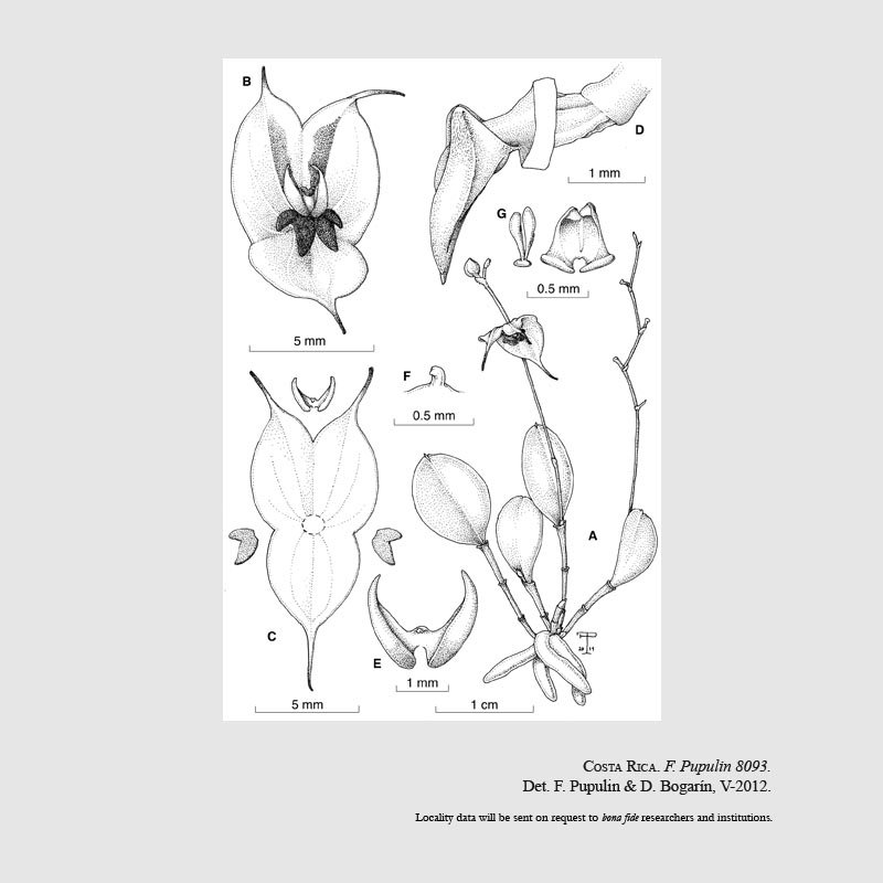 Lepanthes durikaensis