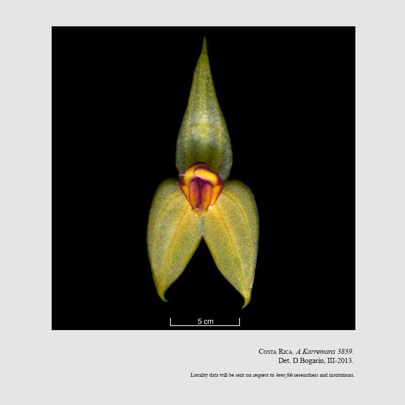 Lepanthes elata