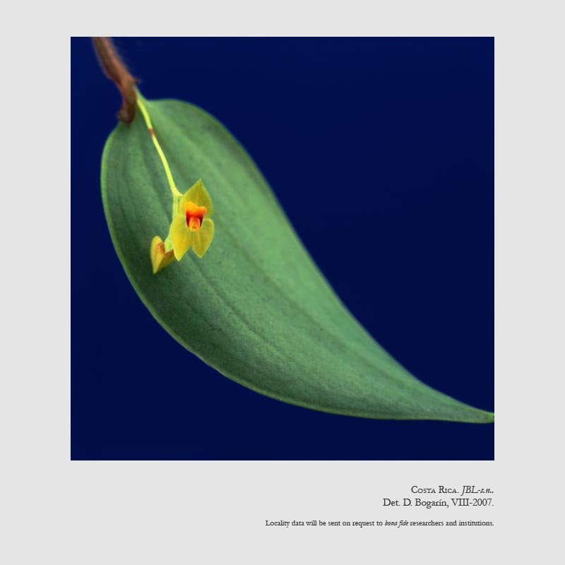 Lepanthes erinacea