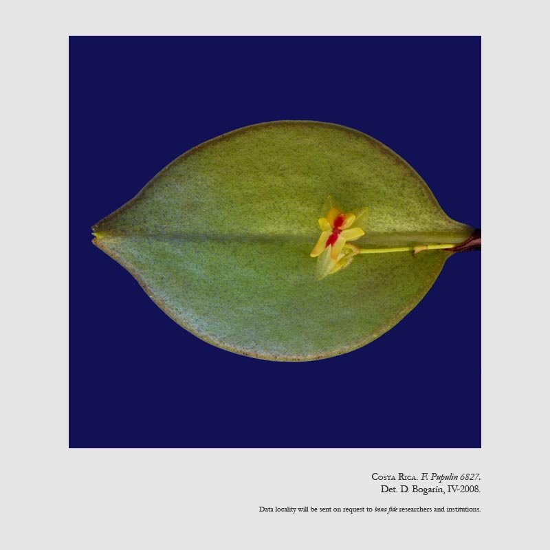 Lepanthes estrellensis
