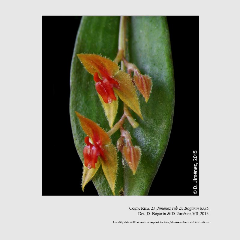 Lepanthes garciae