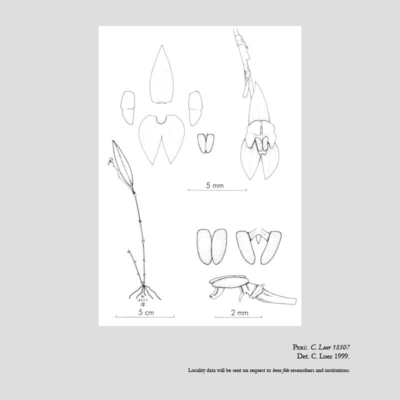 Lepanthes glossites