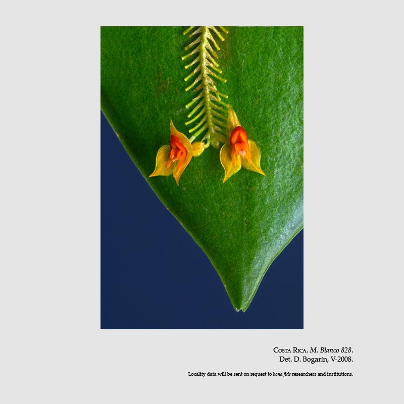 Lepanthes horichii