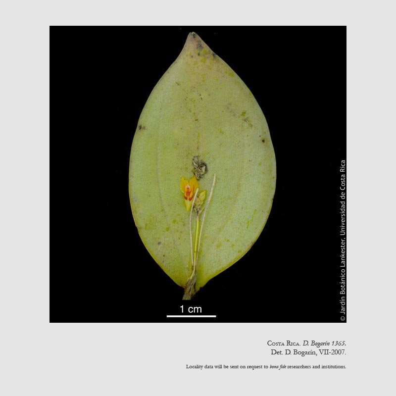 Lepanthes horichii