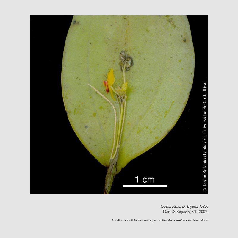 Lepanthes horichii