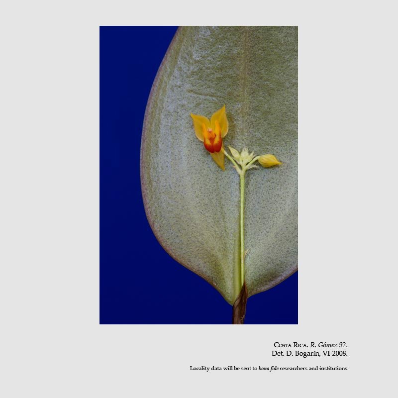 Lepanthes horichii