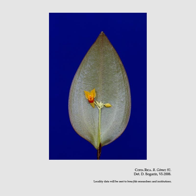 Lepanthes horichii