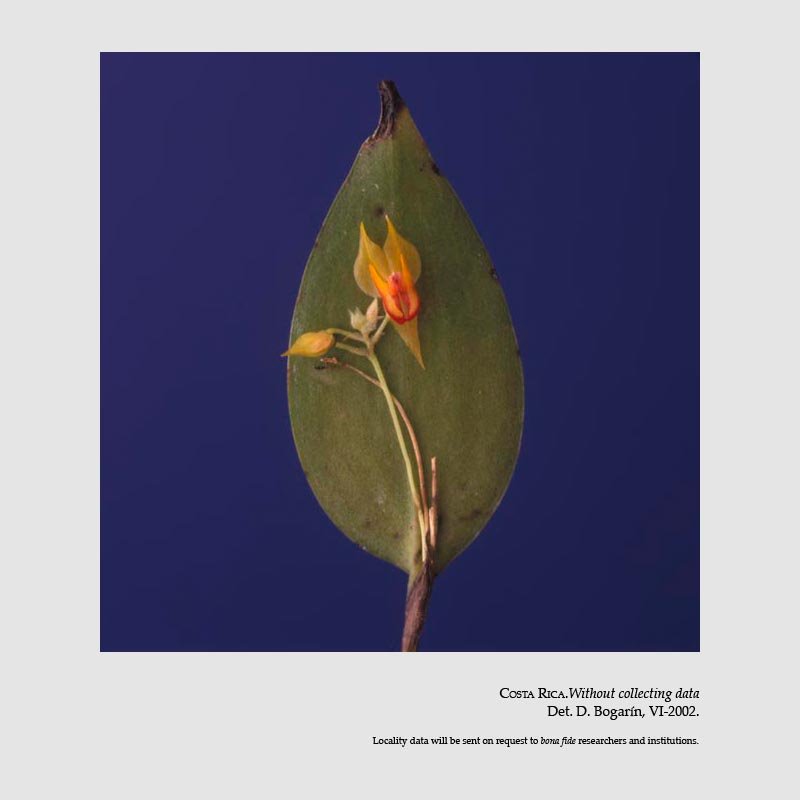 Lepanthes horichii