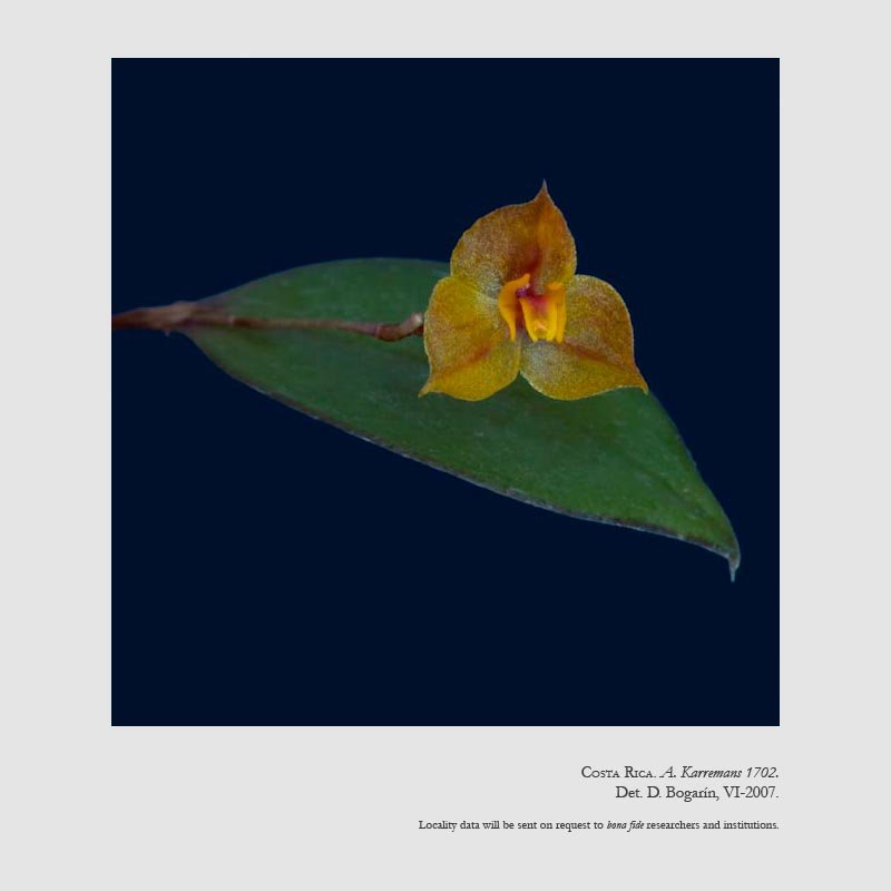 Lepanthes latisepala