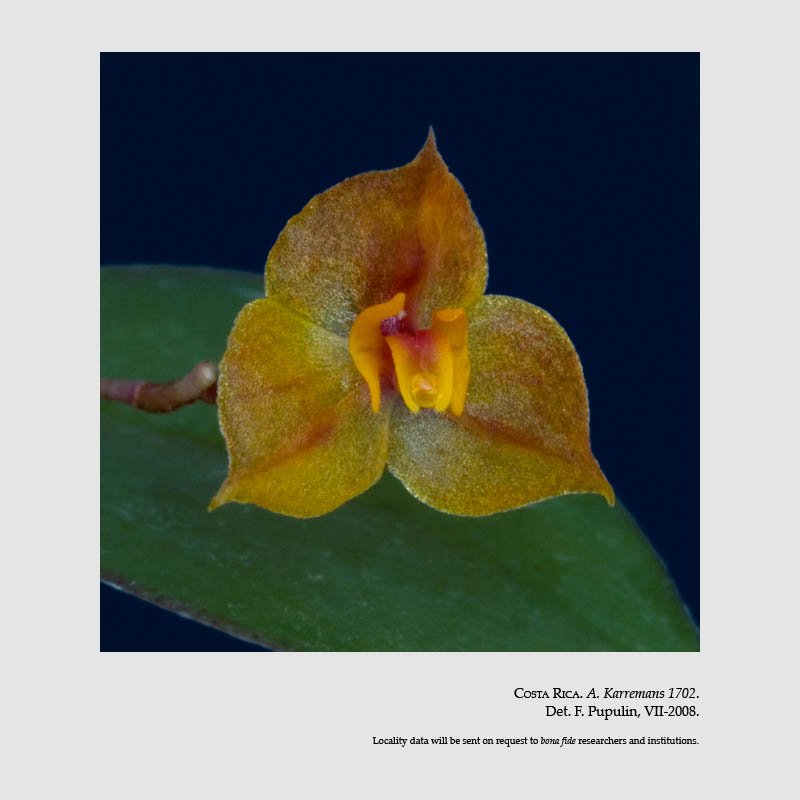 Lepanthes latisepala