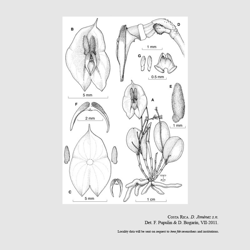 Lepanthes leporina