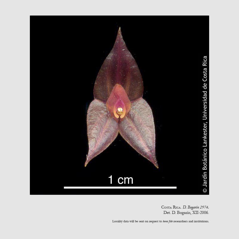 Lepanthes maduroi