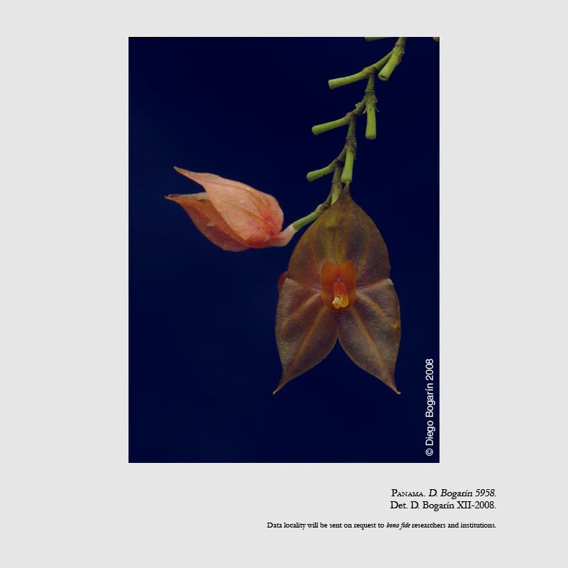 Lepanthes maduroi