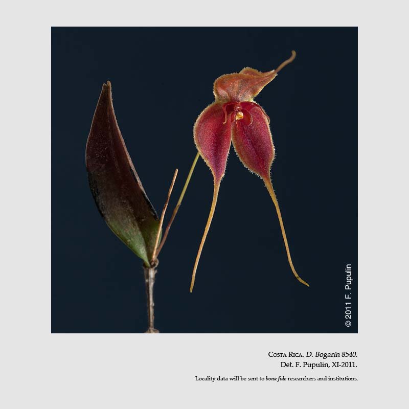 Lepanthes matamorosii