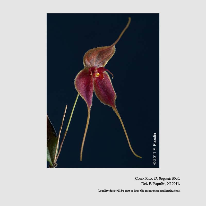 Lepanthes matamorosii