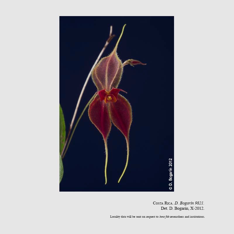 Lepanthes matamorosii