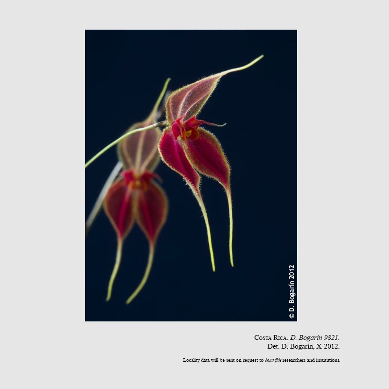 Lepanthes matamorosii