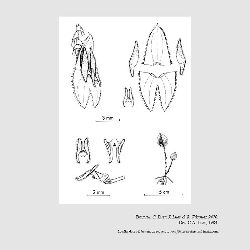 Lepanthes megalocephala