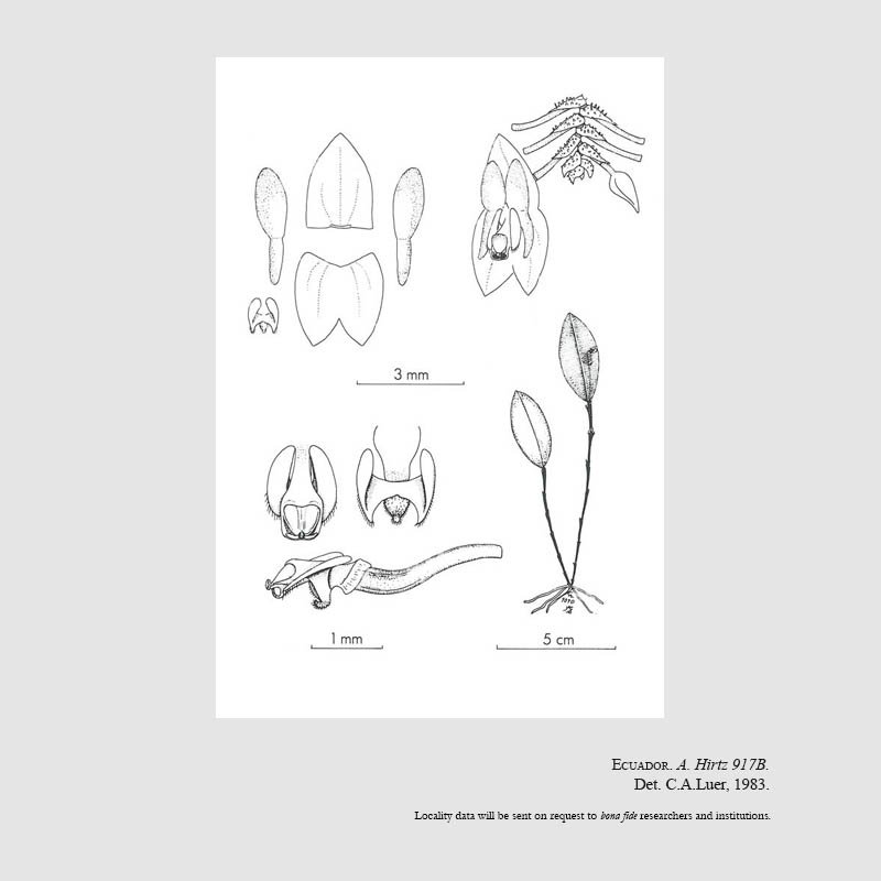 Lepanthes megalostele