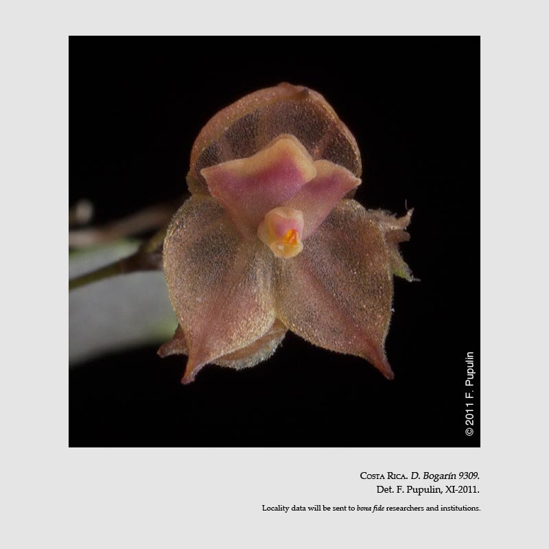 Lepanthes minutilabia