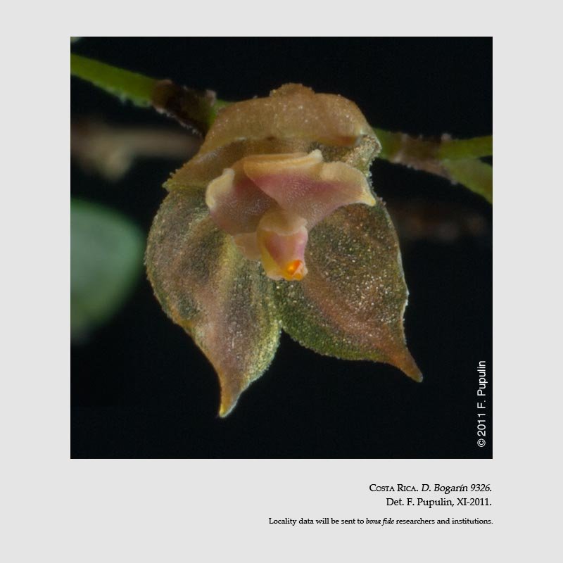 Lepanthes minutilabia