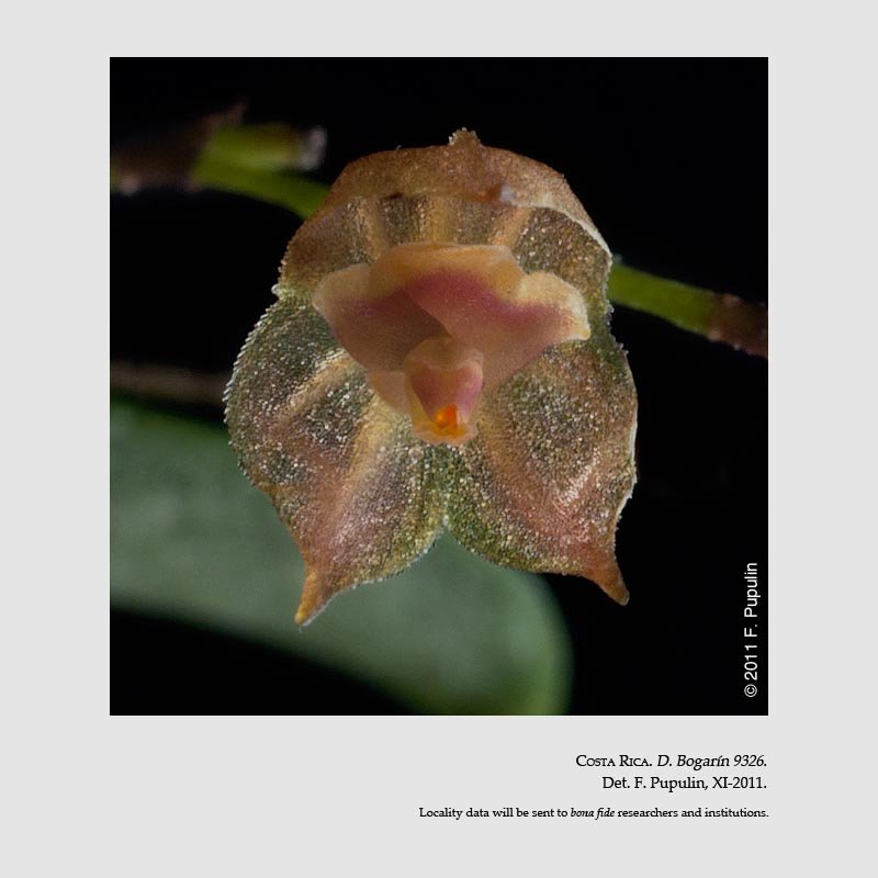 Lepanthes minutilabia