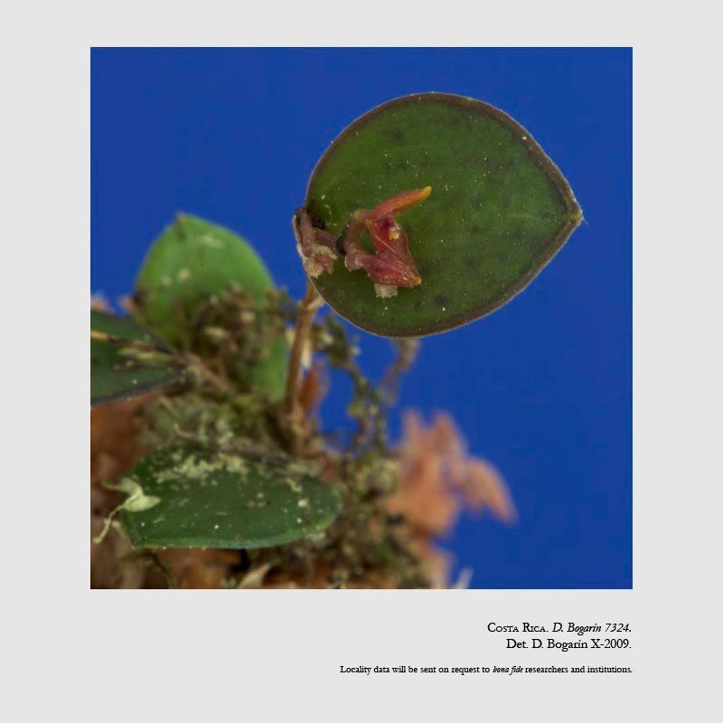Lepanthes minutissima