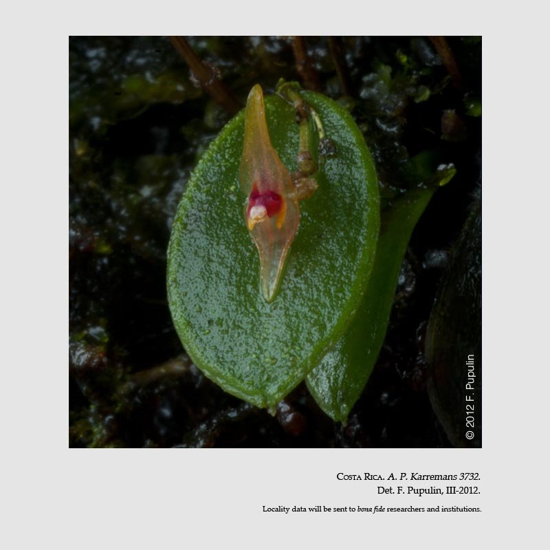 Lepanthes minutissima