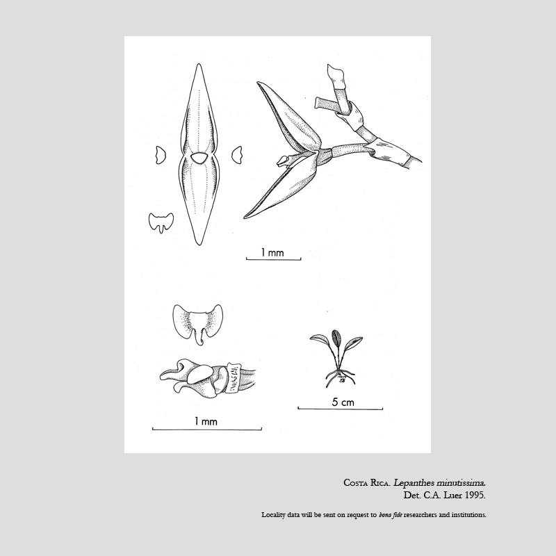 Lepanthes minutissima