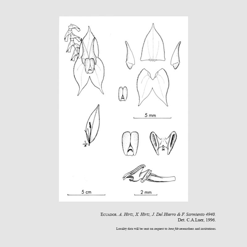 Lepanthes mirador