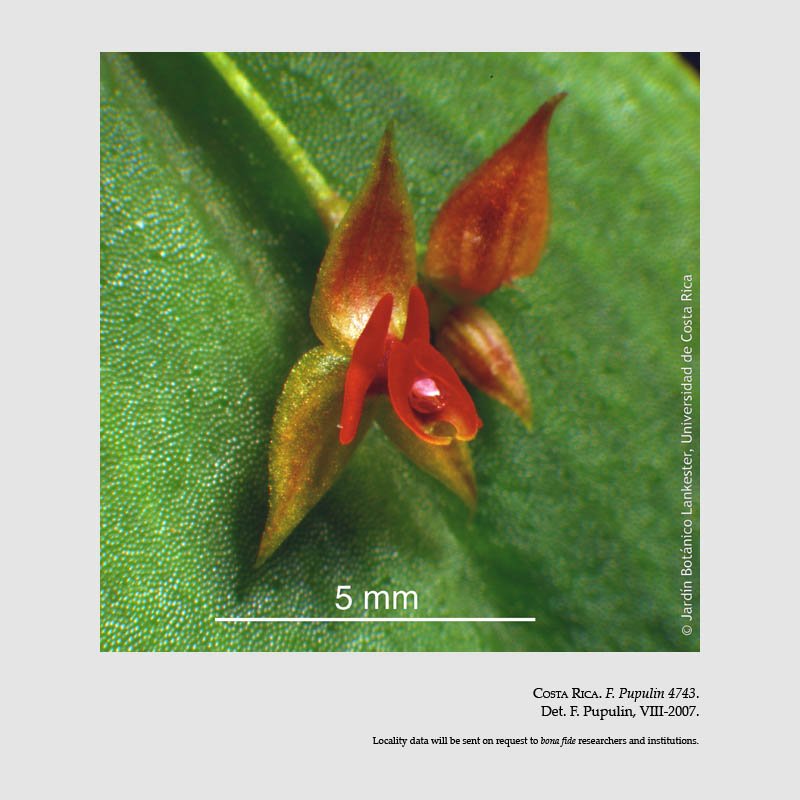 Lepanthes monteverdensis