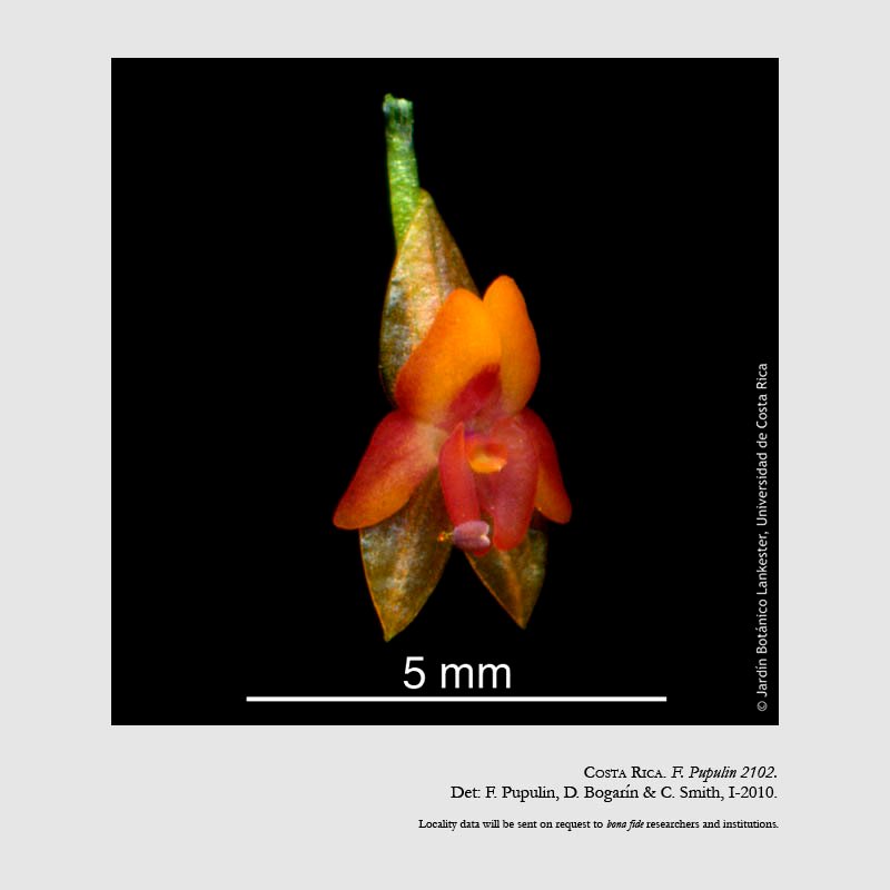 Lepanthes montis-narae