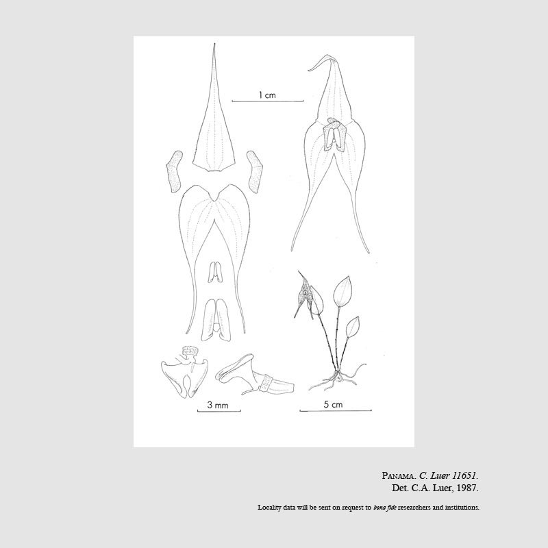 Lepanthes mulderae