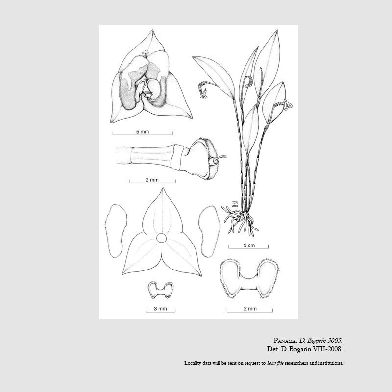 Lepanthes olmosii