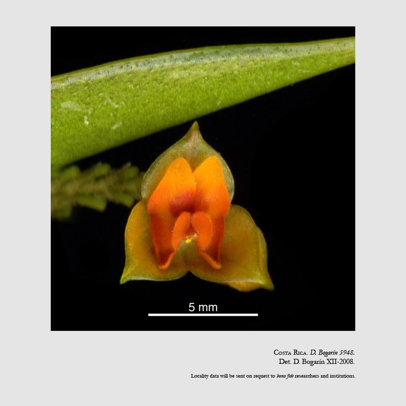 Lepanthes olmosii