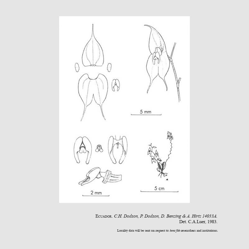 Lepanthes paradoxa