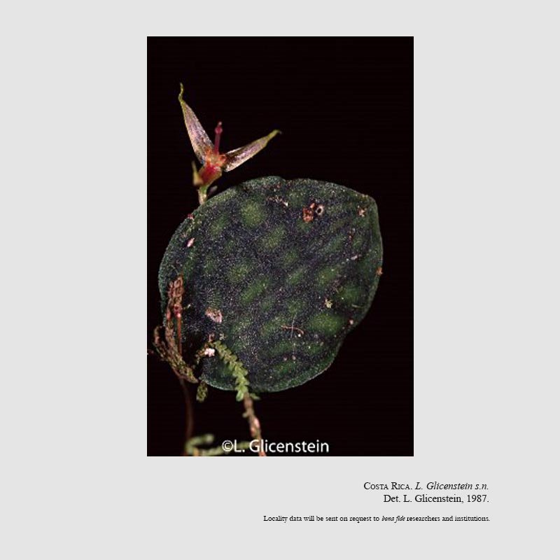 Lepanthes posthon