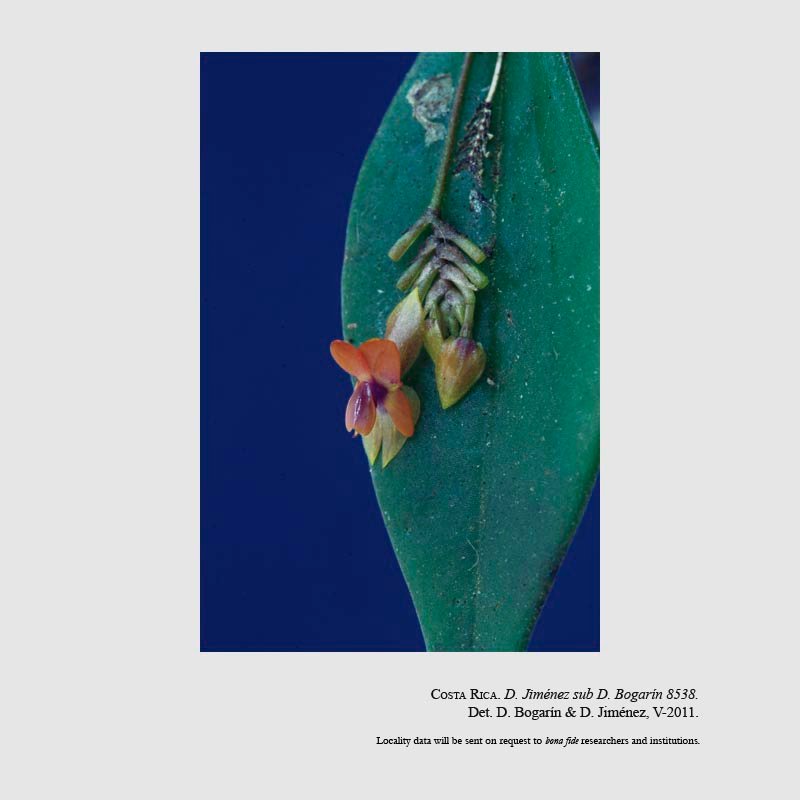 Lepanthes psyche